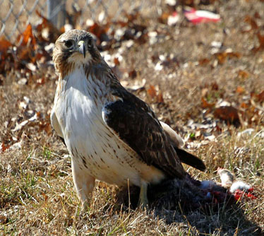 Red-tailed Hawk front